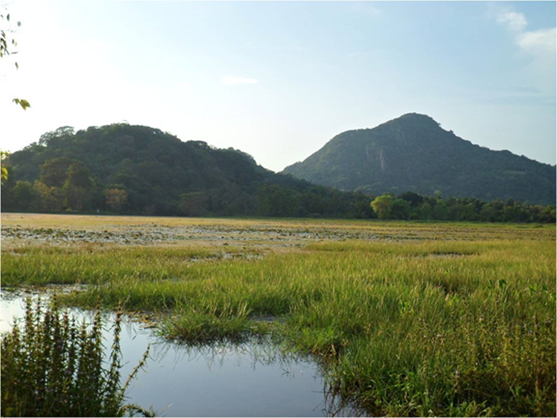 Ecological View of a small tank in Anuradhapura district