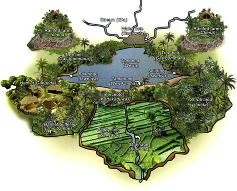 Ecological components of a small tank